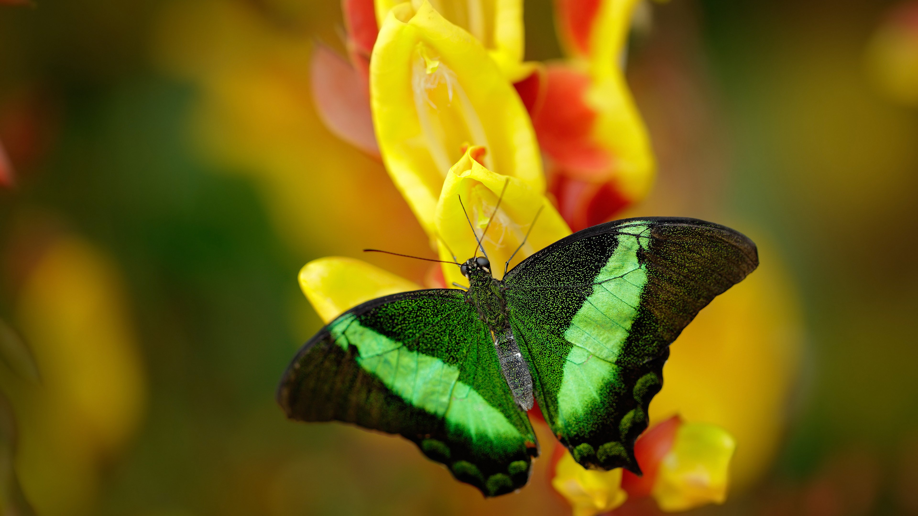 篮球运动员竞技状态调节的心理训练方法,篮球运动员心理素质