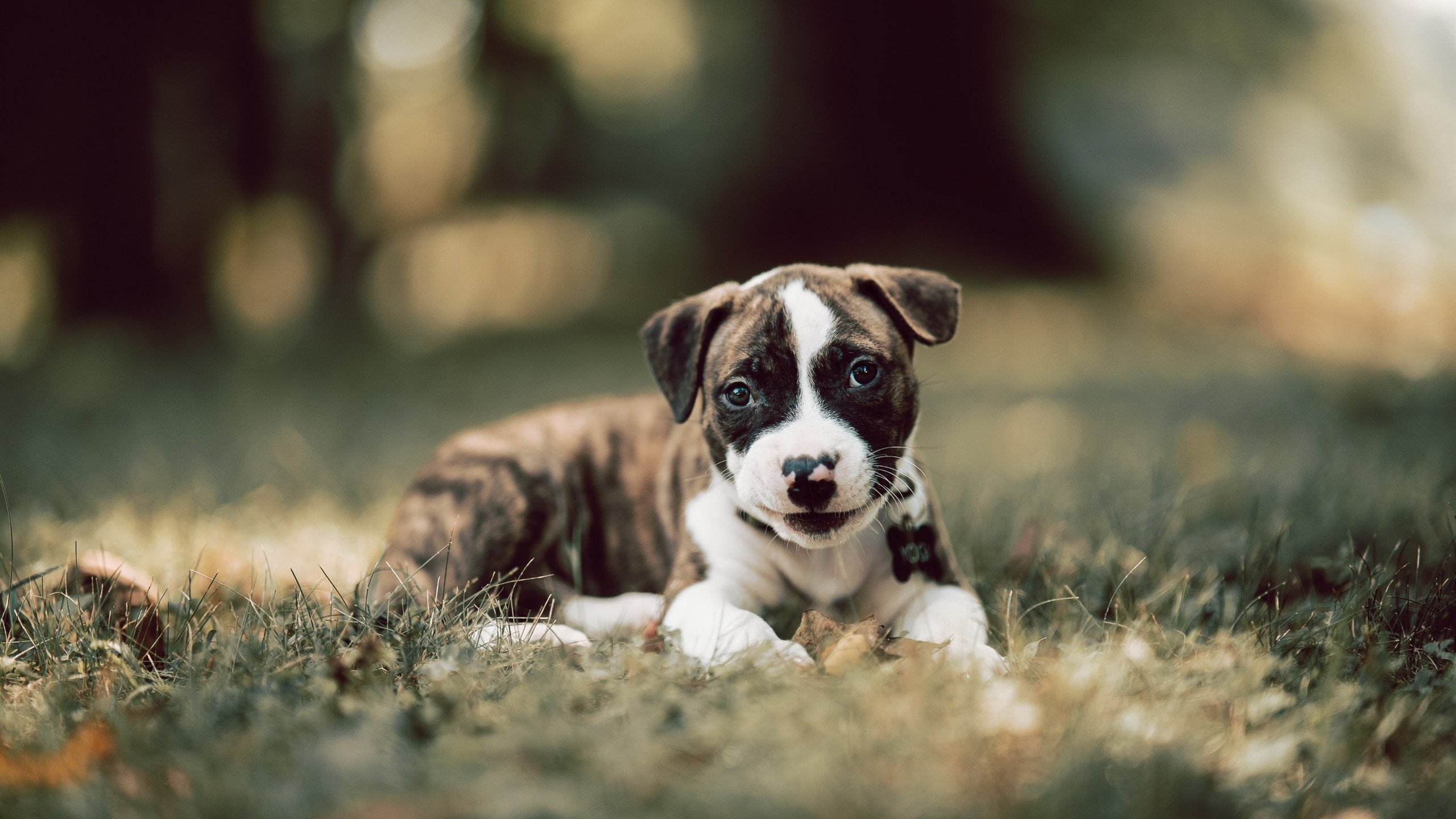 西甲球队基于视觉轨迹分析提高短传渗透效率,西甲足球视频