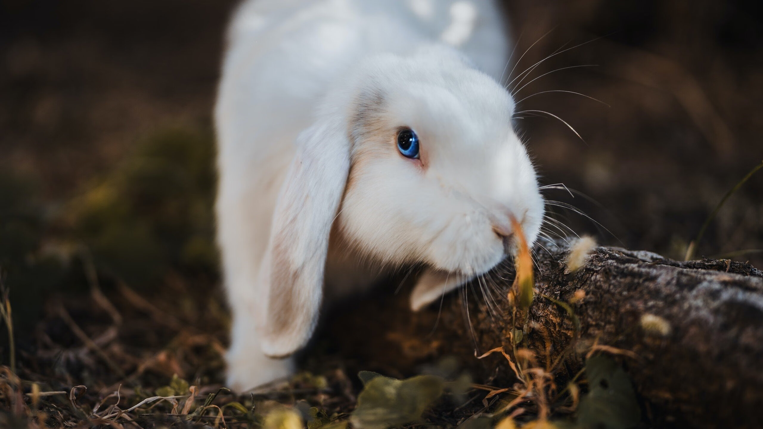 体育品牌合作论坛探讨跨界整合发展趋势,体育品牌国际化