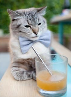 开云APP-博塔弗戈新星突破成亮点,博塔弗戈ds