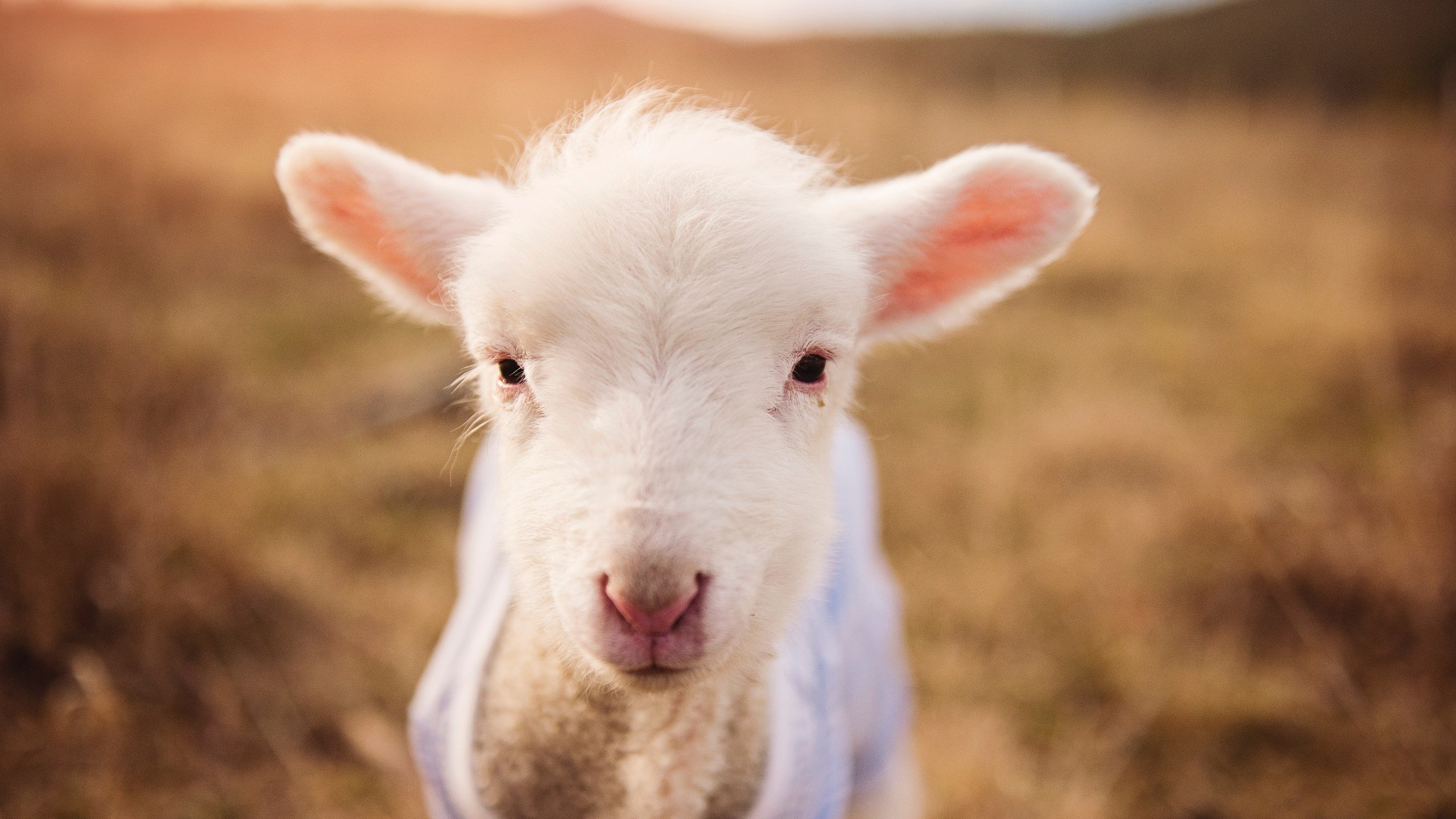 国家男篮重视年轻球员心理成长助力长远发展,男篮规划球员